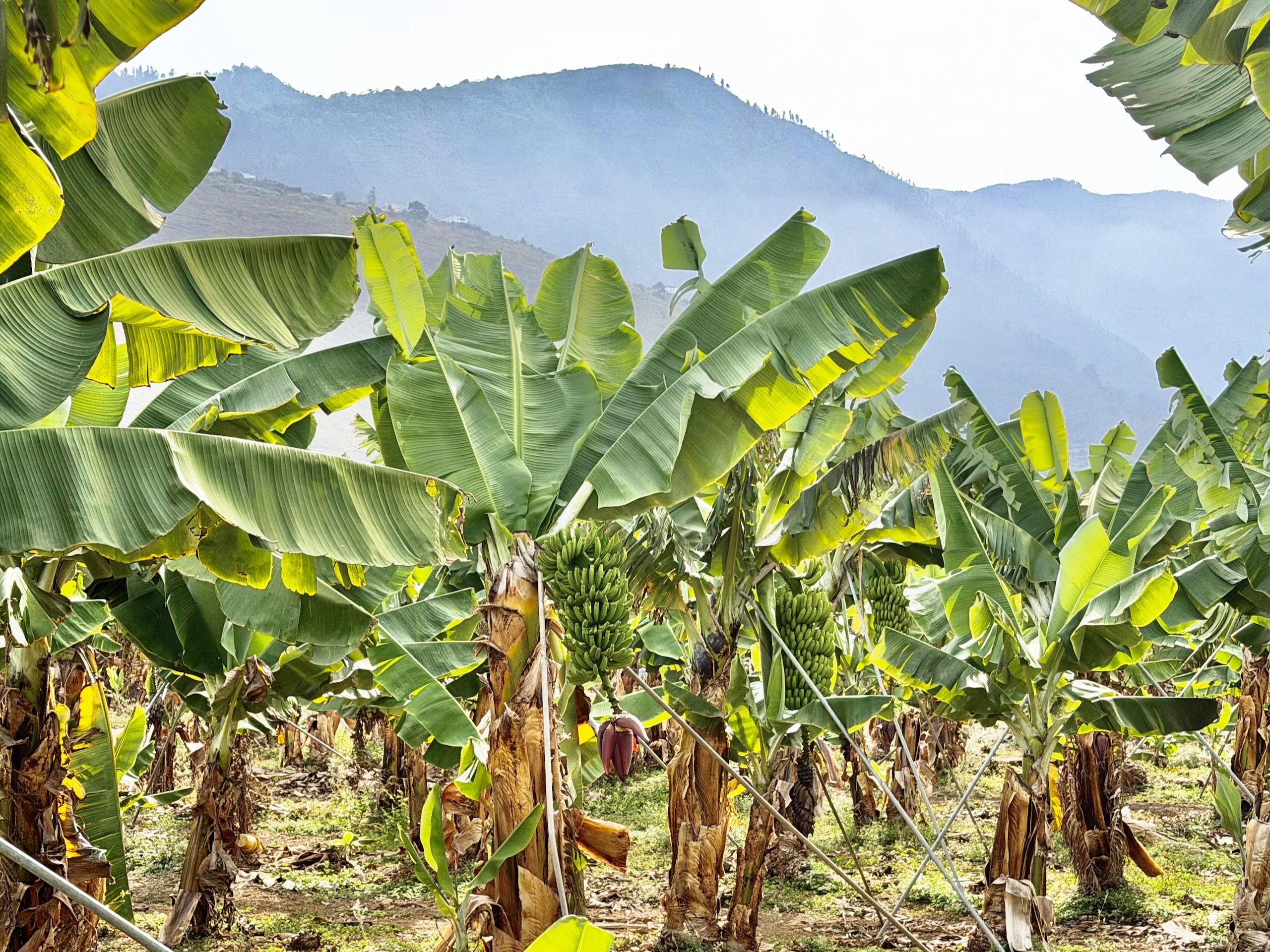 Rows of banana plants with green bunches and a purple flower bud at bananaECOplantation, with hazy hills above La Orotava behind