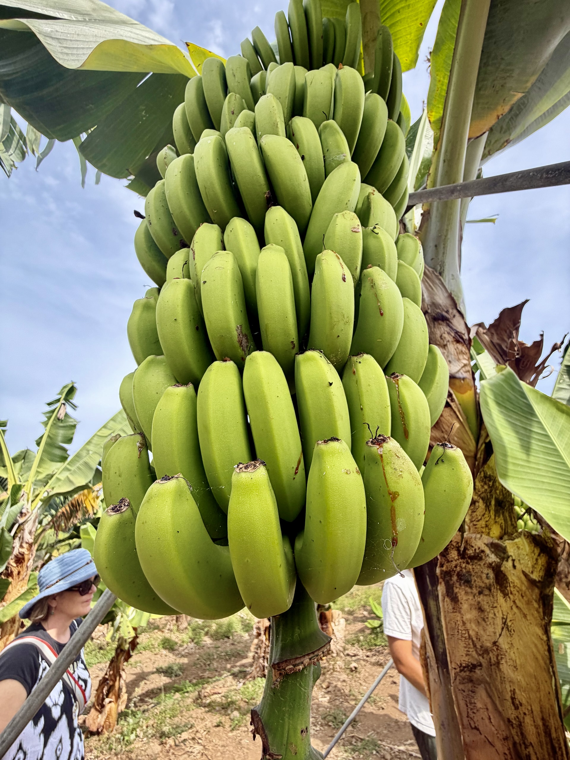 Bunch of green bananas nearly ready for harvest, La Orotava Large bunch of plump green bananas seen from below, with visitors from the tour group at the edges of the frame
