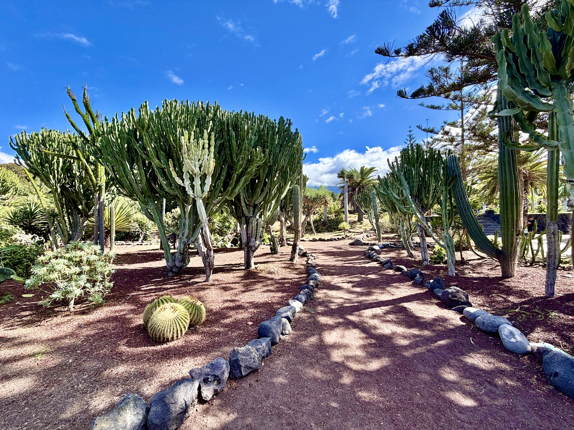 Cactus garden behind Playa Jardín, Puerto de la Cruz Path through the cactus garden behind Playa Jardín, edged with volcanic stones, with tall candelabra-shaped succulents, golden barrel cacti and palms