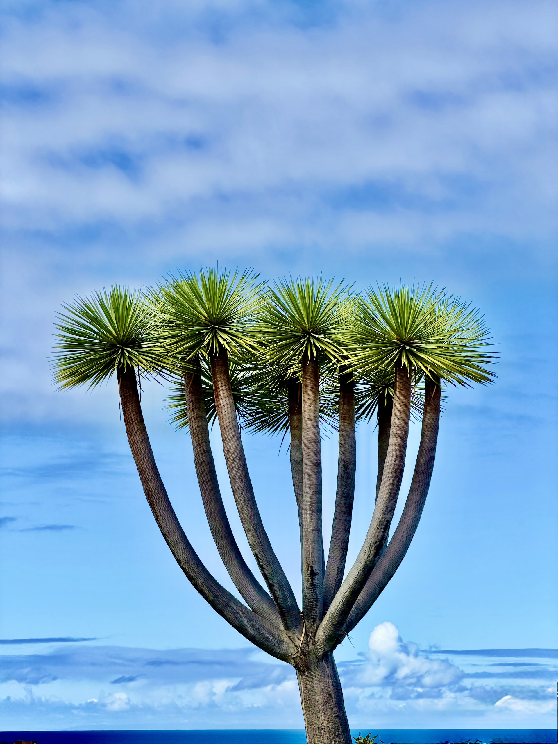 Canary Islands dragon tree with several bare branches ending in spiky leaf rosettes against a blue sky, near Mirador de La Paz