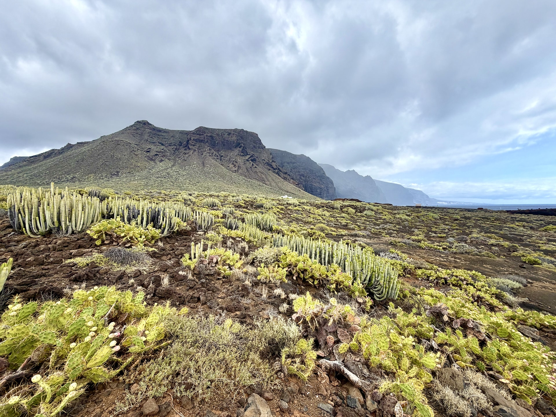 Cardón (Canary spurge) and yellow-green scrub on volcanic ground at Punta de Teno, with the Teno mountains behind