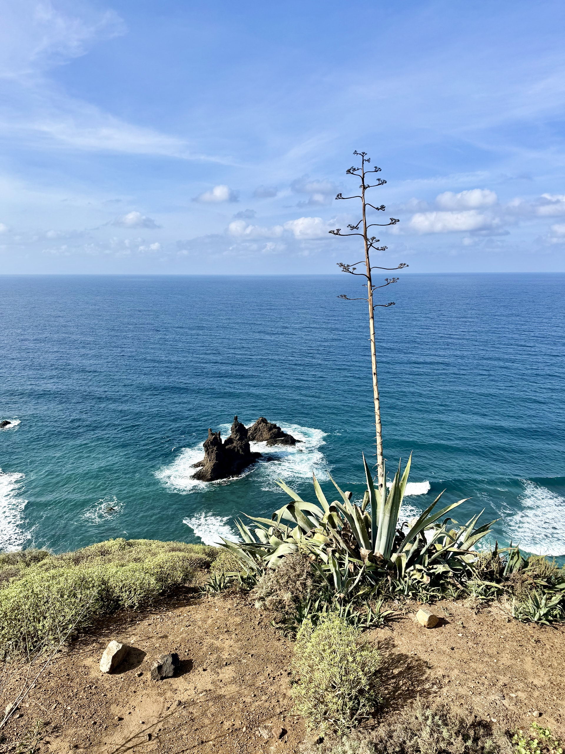 Century plant (agave) with a tall, dried, branching flower stalk on a cliff edge above the sea, with sea stacks in white surf below