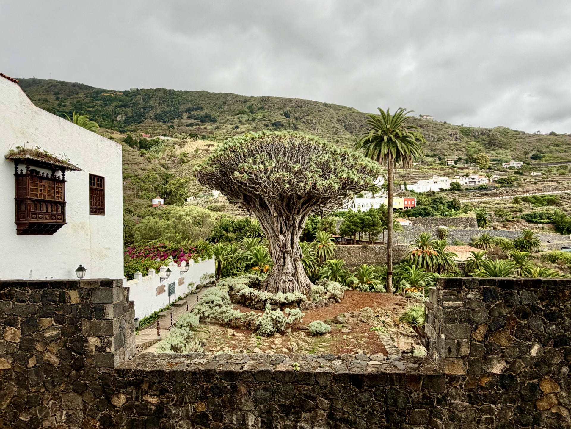 The Drago Milenario dragon tree in Icod de los Vinos, seen over a stone wall from outside the park