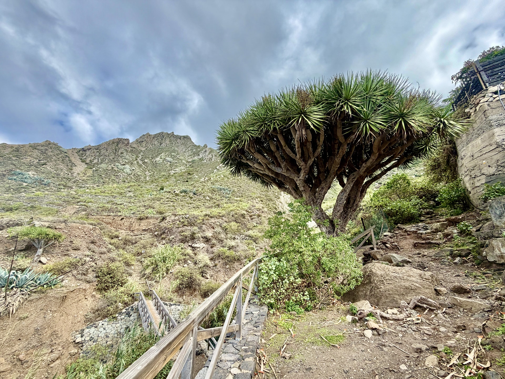 Canary Islands dragon tree beside a stone path with a wooden railing on the trail near El Draguillo, under a cloudy sky