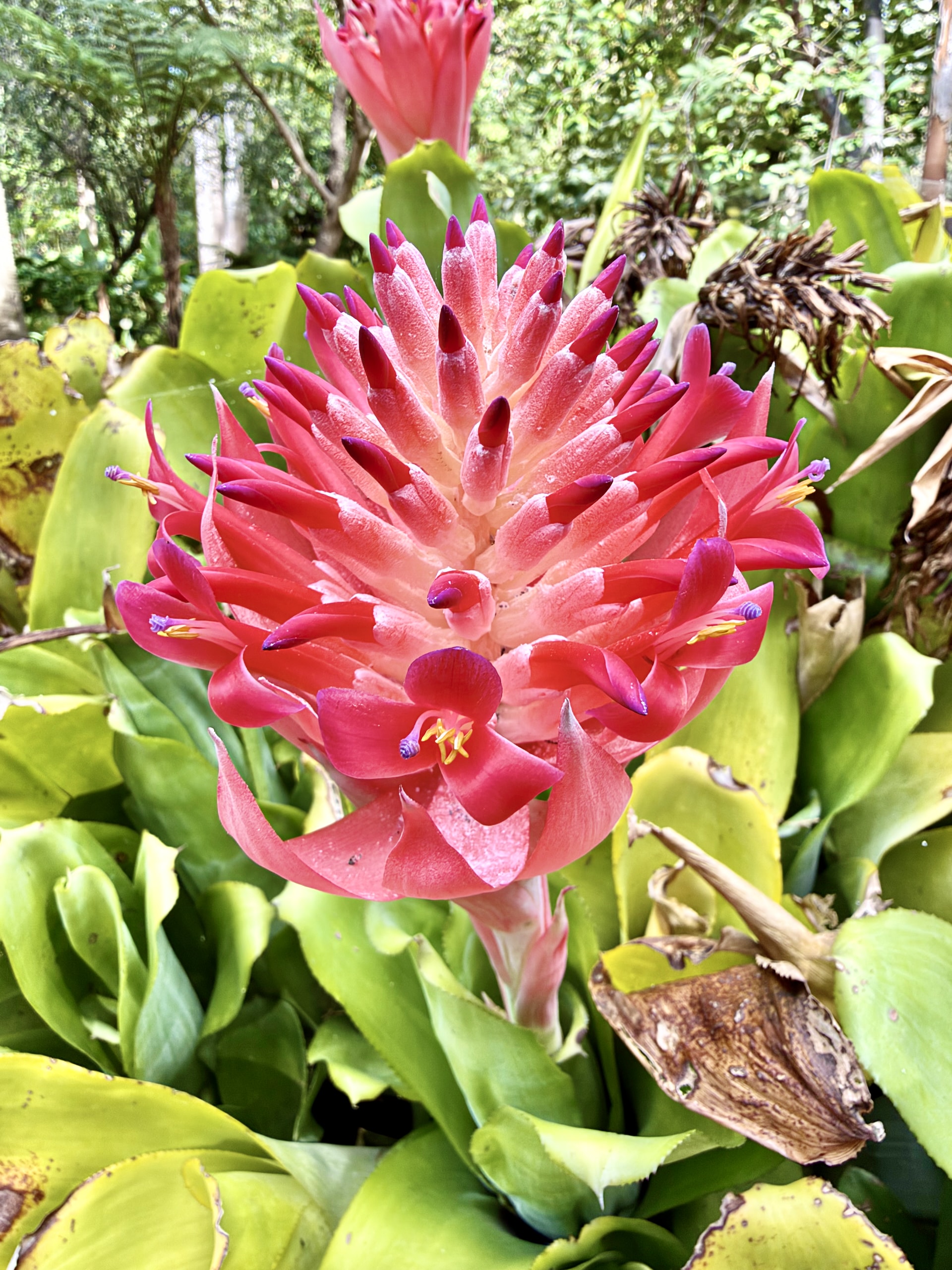 Dense pink and red flower head of a flaming torch bromeliad, with purple-tipped petals among pale green leaves, in the Botanical Garden of Puerto de la Cruz