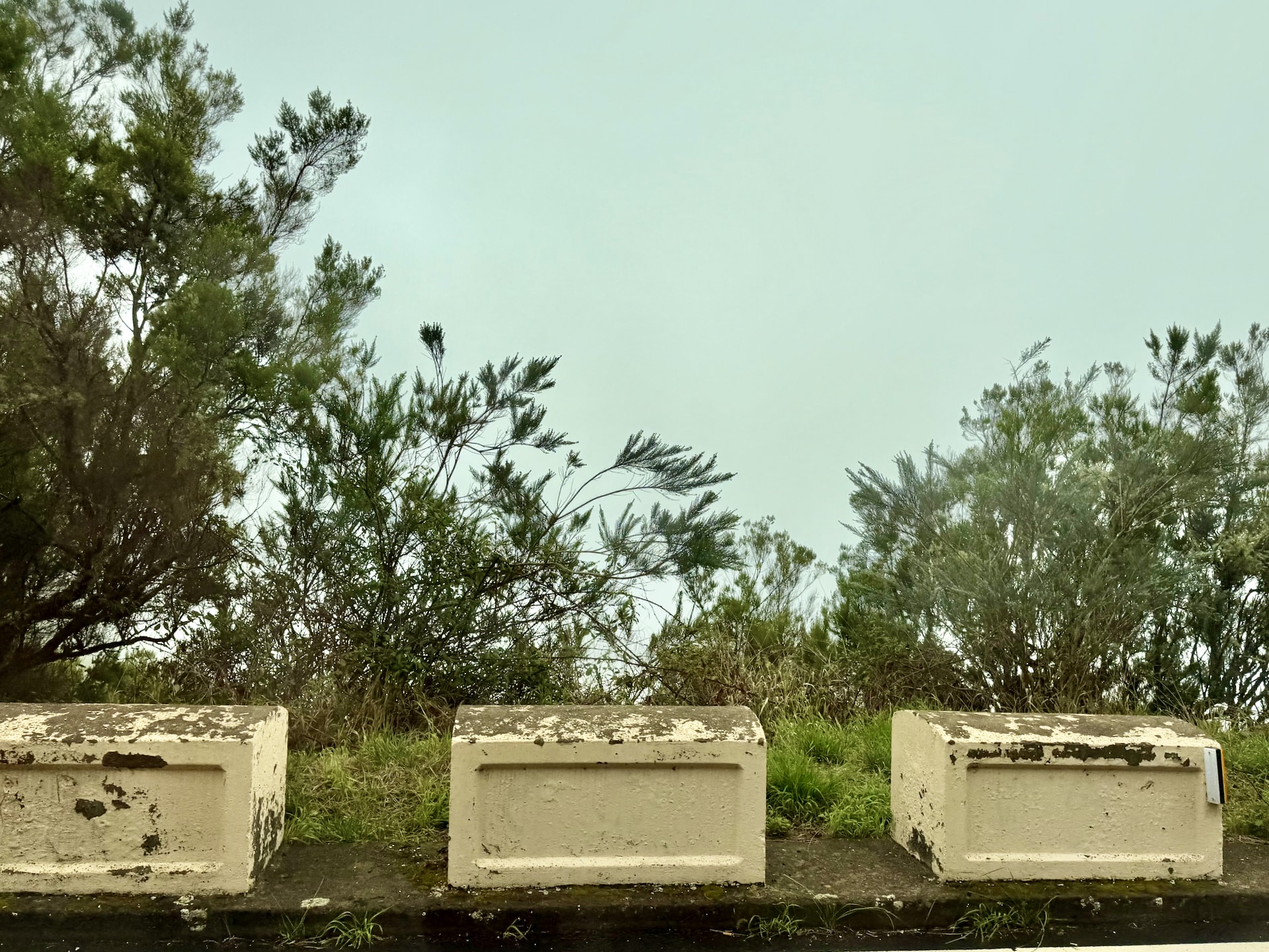 Concrete barrier blocks at an Anaga viewpoint with shrubs and trees behind, and nothing but white fog where the view should be