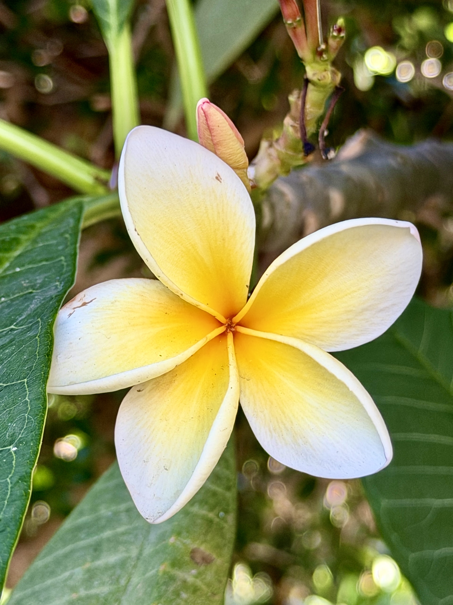 White frangipani flower with a yellow center against dark green leaves in the Botanical Garden of Puerto de la Cruz
