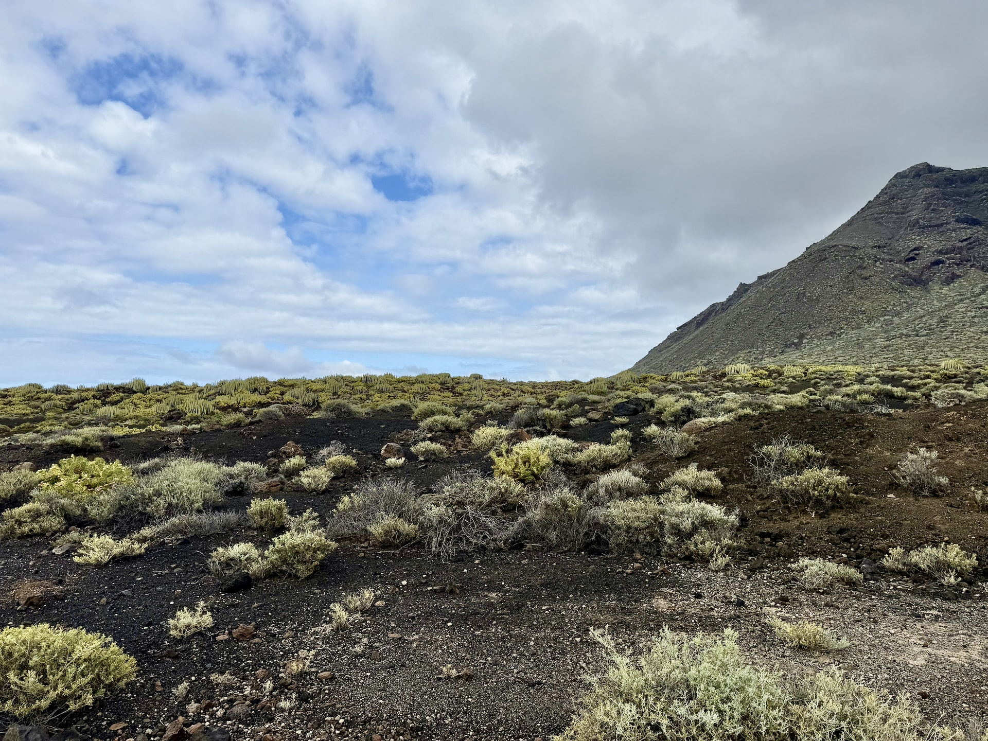 Wide plain of low green scrub on black volcanic soil below a mountain at Punta de Teno