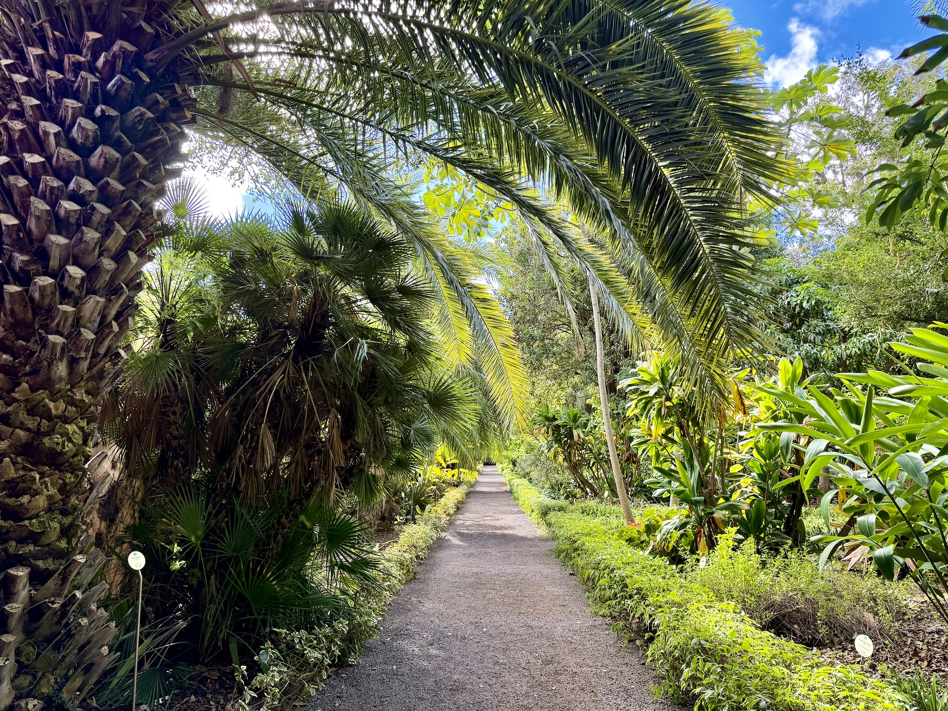 Gravel path through the Botanical Garden of Puerto de la Cruz, arched over by palm fronds and lined with tropical plants