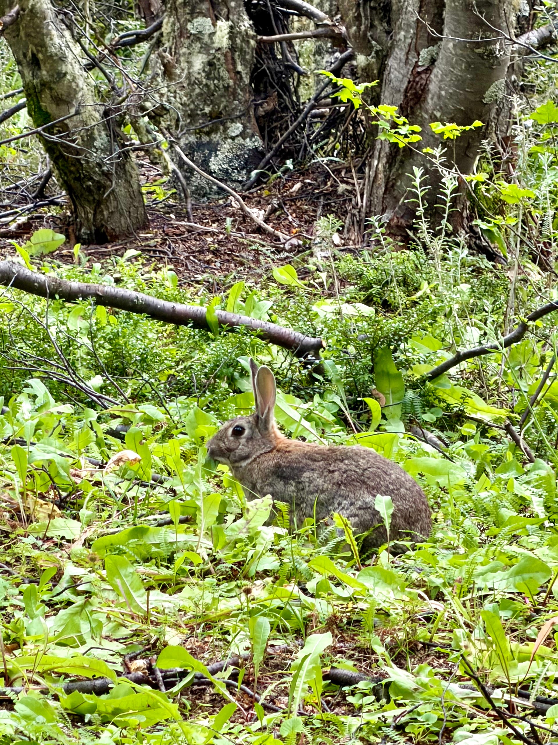 European rabbit sitting among green plants in the forest of Tierra del Fuego National Park