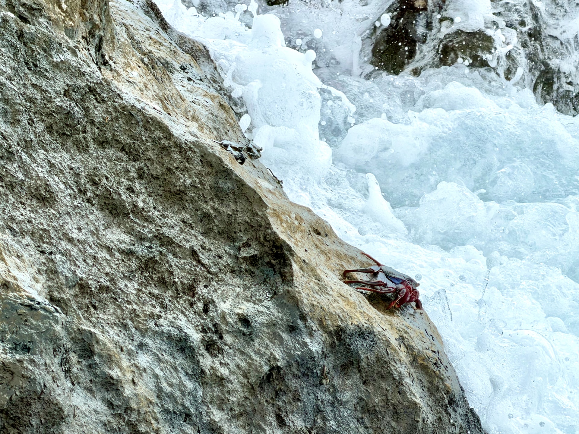 Red rock crab clinging to a rock as a wave breaks over it at Punta de Teno