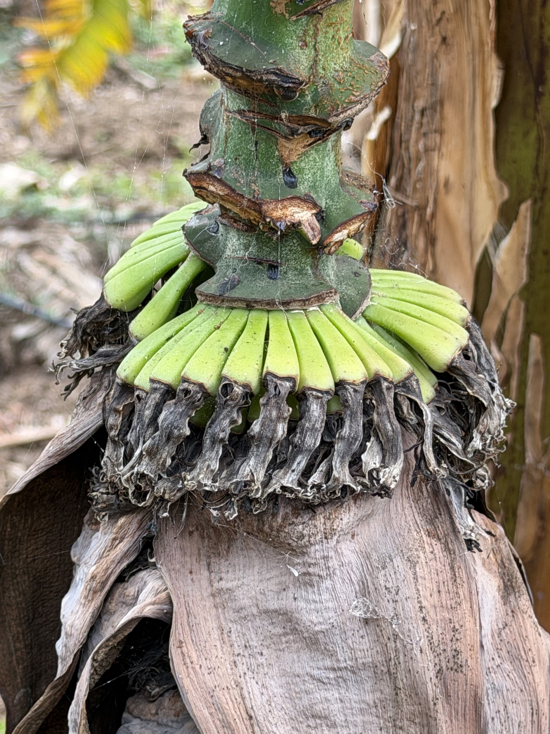 Small leftover bananas that will never grow, Tenerife plantation Ring of small green bananas with dried flowers, below the scarred stalk of a banana bunch