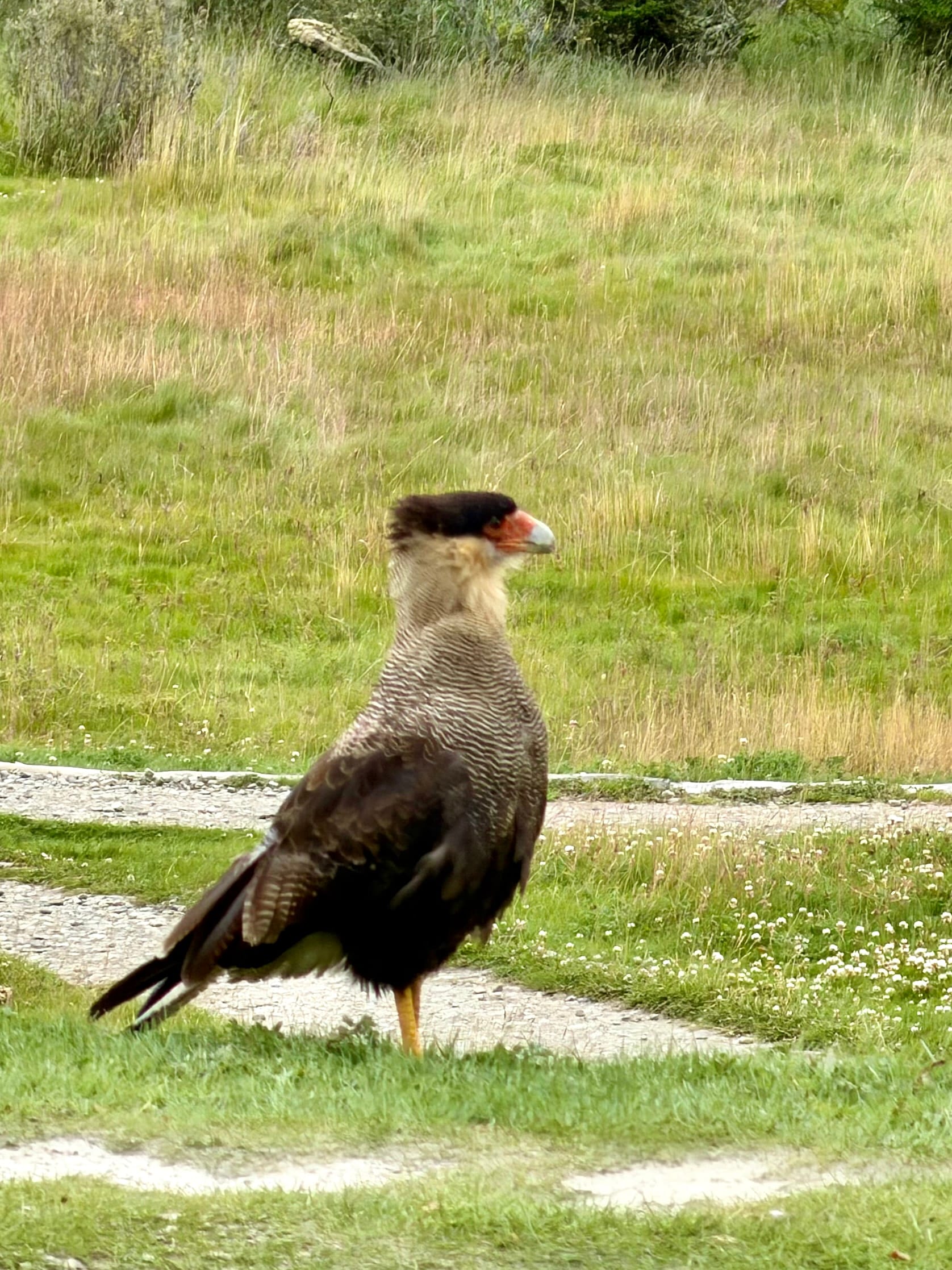 Southern crested caracara with a black cap and orange face standing on grass beside a gravel path