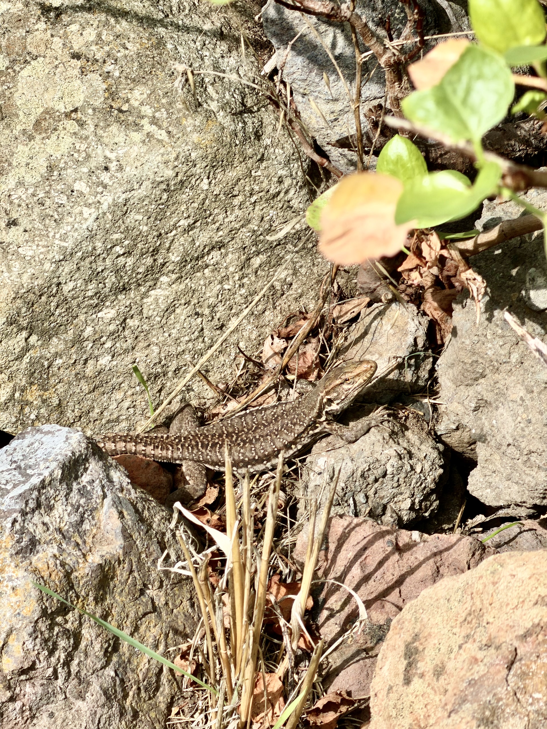Brown, speckled Tenerife lizard among rocks and dry grass beside the trail