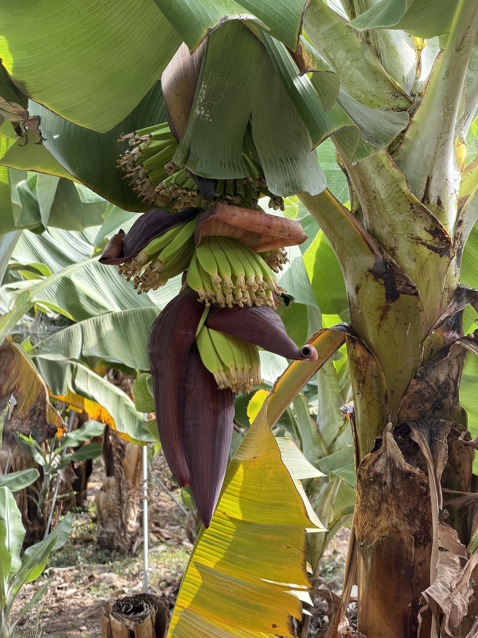 Tiny young bananas with flowers at their tips, Tenerife Young banana bunch with tiny green fingers, each still tipped with its flower, under dark purple bracts